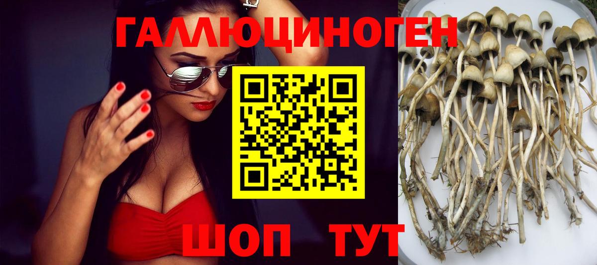 Галлюциногенные грибы Psilocybe Красноярск
